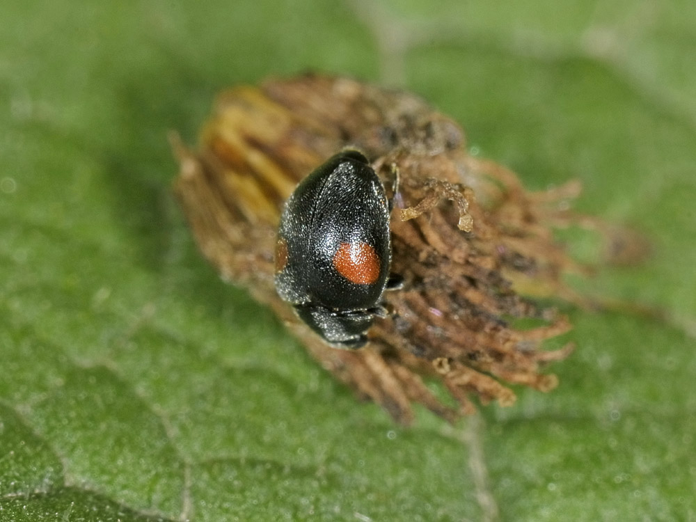 Scymnus sp. (Coccinellidae)